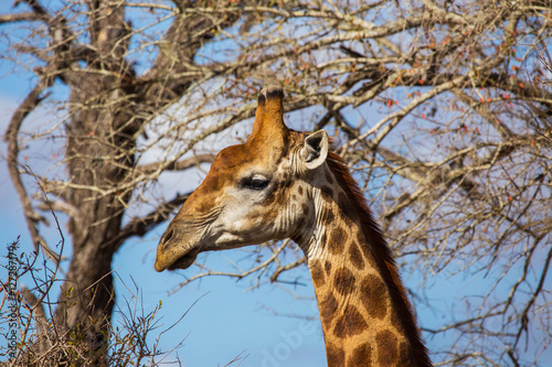 Giraffes in the African savannah   © SB