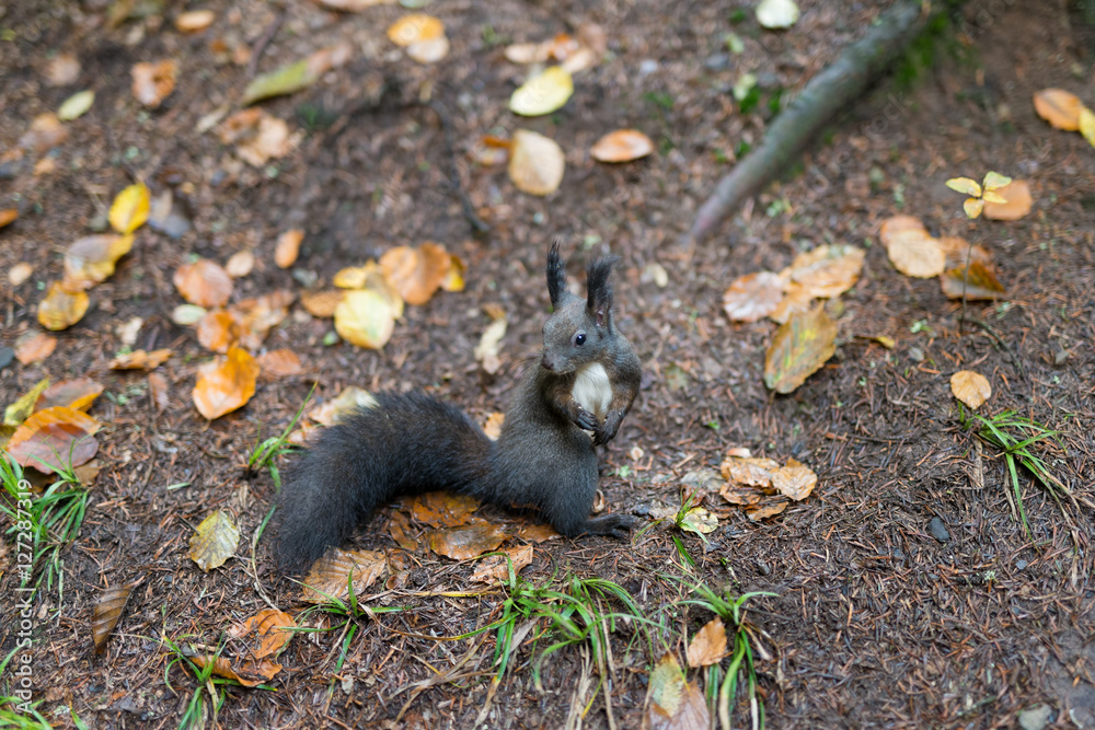 The dark gray squirrel gnaws flatterly nut The dark gray squirrel gnaws flatterly nut