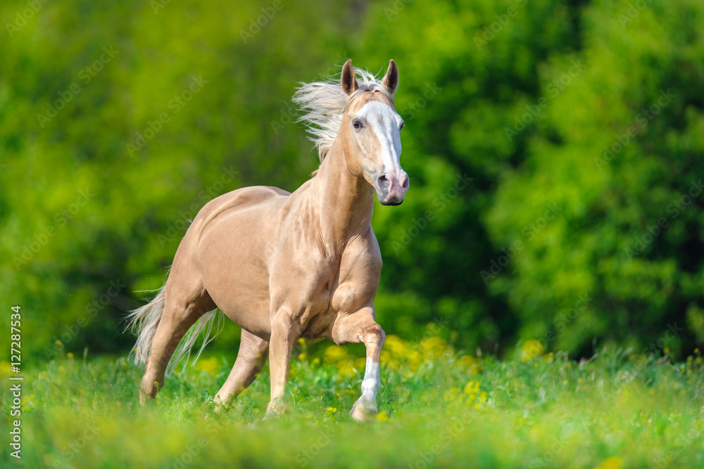 Beautiful palomino horse with long blond mane run on spring meadow Beautiful palomino horse with long blond mane run on spring meadow