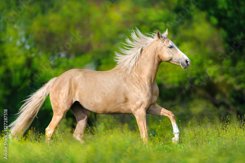 Beautiful palomino horse with long blond mane run on spring meadow