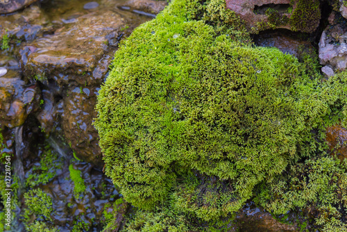  moss on the rock in waterfall day time.