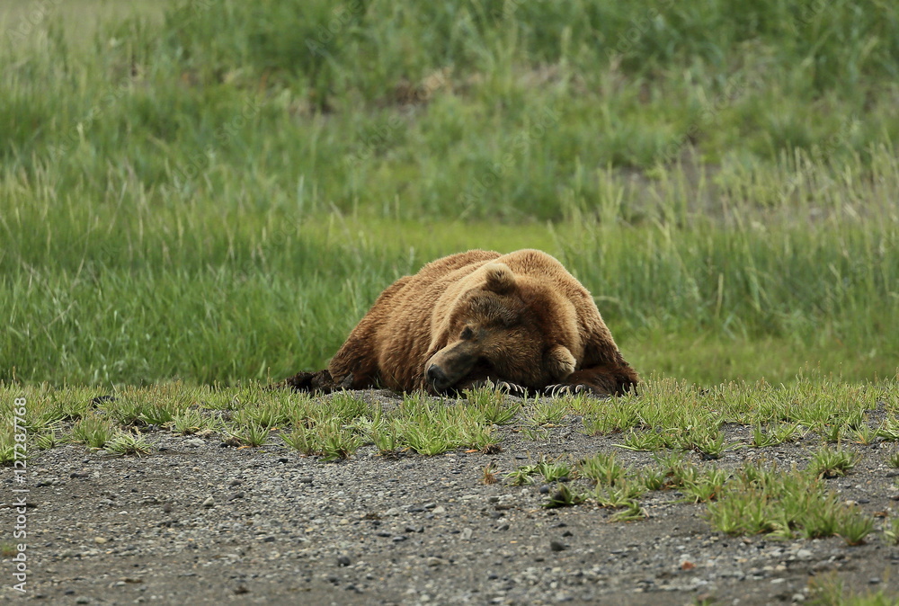 Fototapeta premium sleeping male grizzly