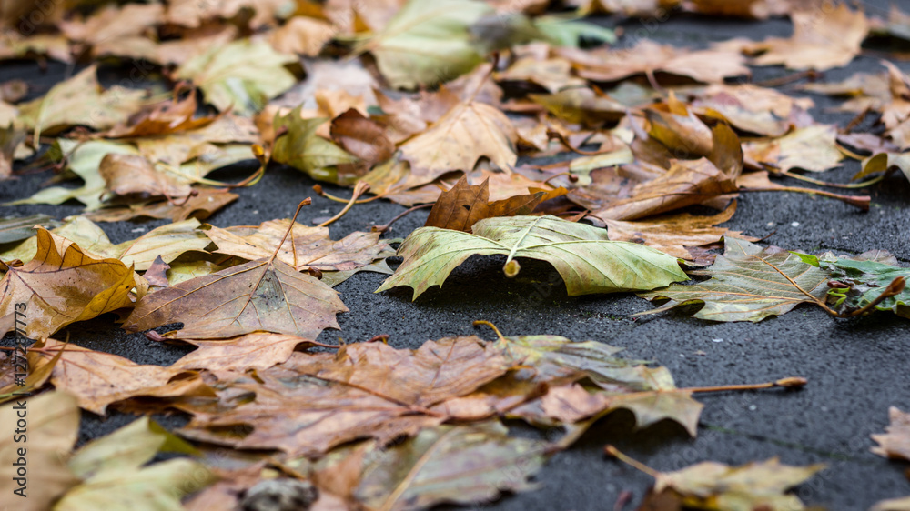 Rutschgefahr durch feuchtes Herbstlaub auf dem Asphalt. Rutschgefahr durch feuchtes Herbstlaub auf dem Asphalt.