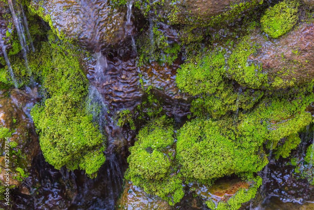 moss on the rock in waterfall day time. moss on the rock in waterfall day time.