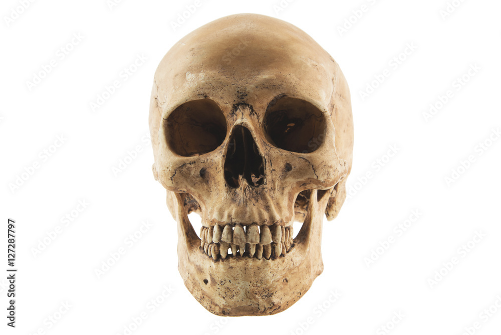 Human skull isolated on white Human skull isolated on white