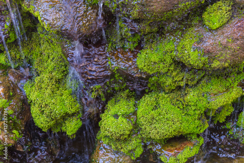  moss on the rock in waterfall day time.
