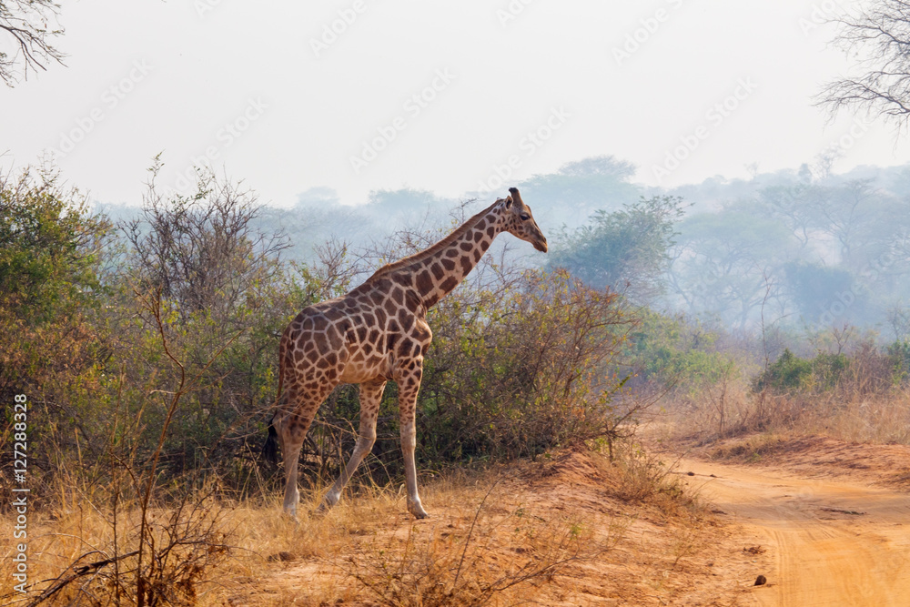 Fototapeta premium Giraffes in the African savannah 