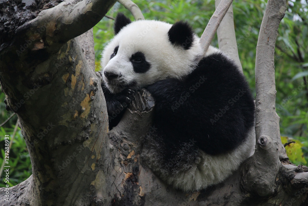 Fototapeta premium Baby Panda on the Tree