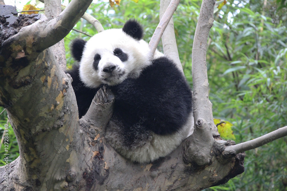Obraz premium Baby Panda on the Tree