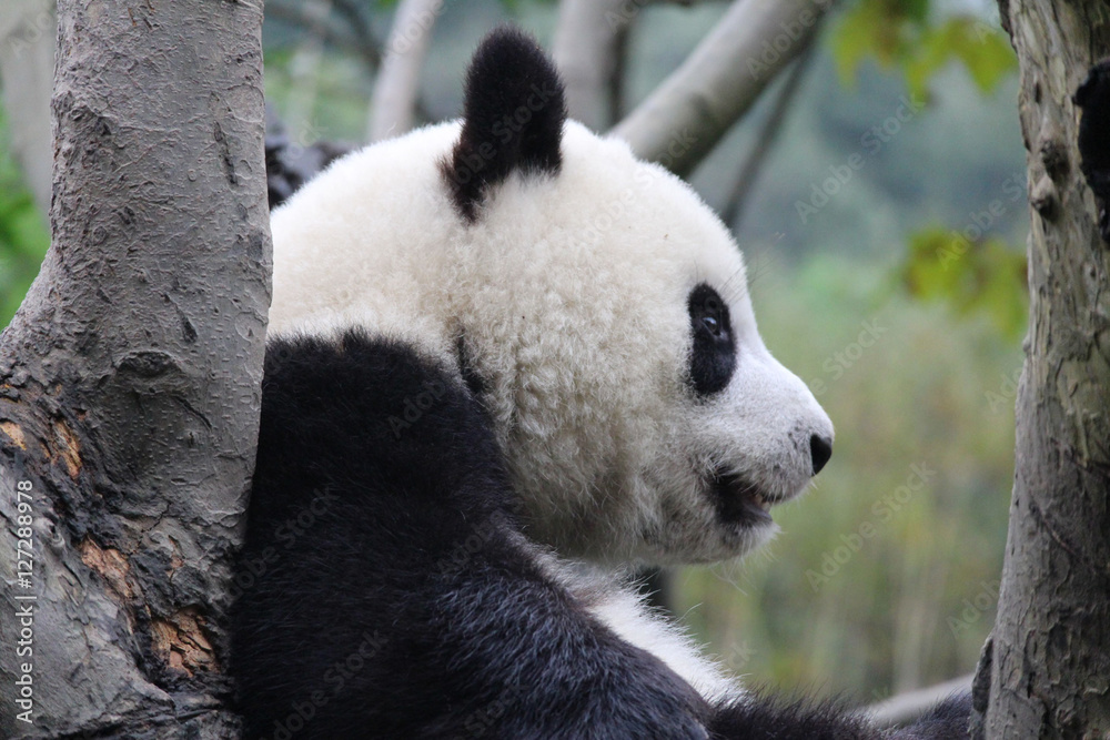 Fototapeta premium Baby Panda