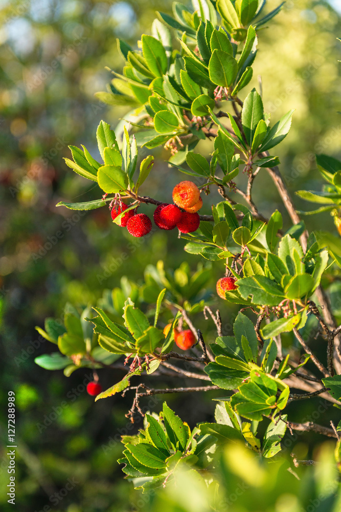 Madrona or strawberry tree