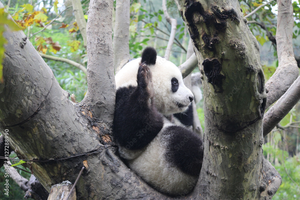 Obraz premium Baby Panda on the Tree