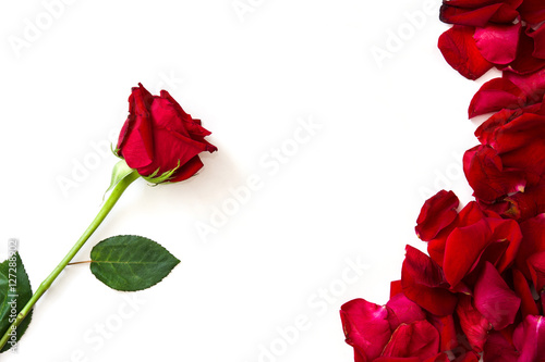 Red Roses and petals isolated on white background