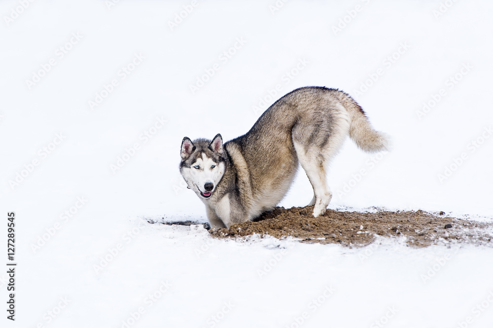 Dog digging in snow