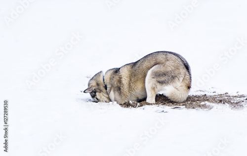 Obraz na płótnie Dog digging in snow w salonie