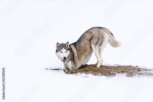 Obraz na płótnie Dog digging in snow w salonie