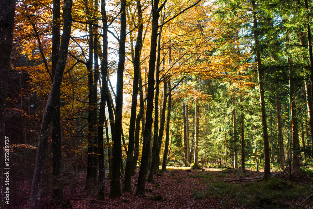Obraz premium Buchenwald im Herbst