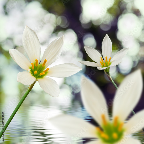 image of beautiful white flower on water background closeup © cooperr