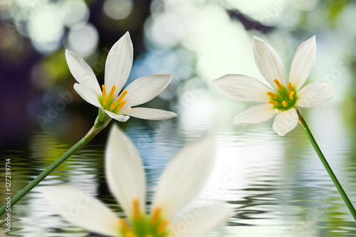 image of beautiful white flower on water background close-up © cooperr