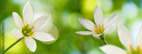 image of beautiful white flower on green background closeup