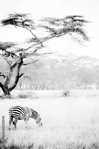 Zebras in the African savannah
