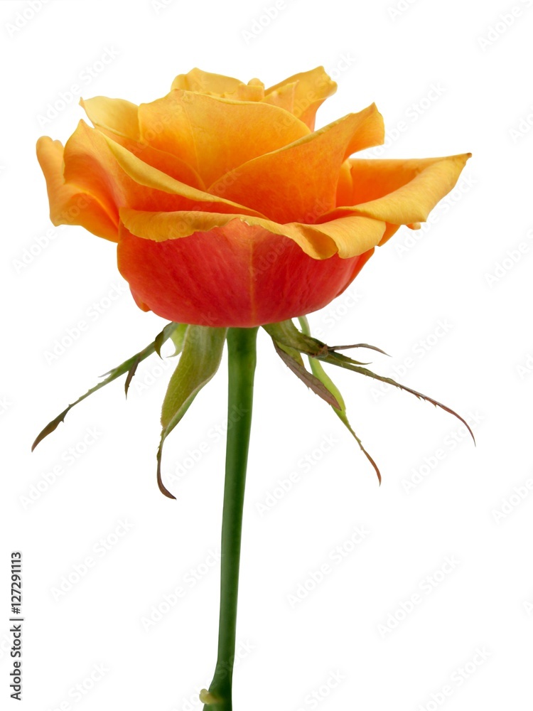 Naklejka premium yellow rose close up isolated