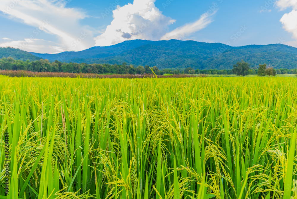  golden rice field with blue sky