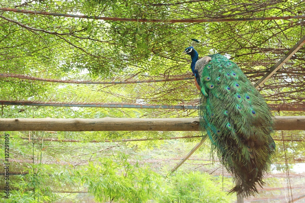 Obraz premium Indian peacock species