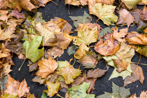Rutschgefahr durch feuchtes Herbstlaub auf dem Asphalt.