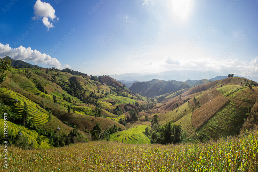 Terraced Rice Field Terraced Rice Field