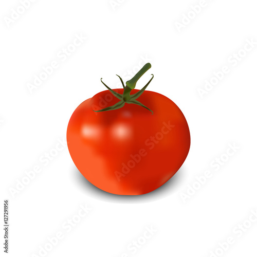 Tomato realistic. vector illustration