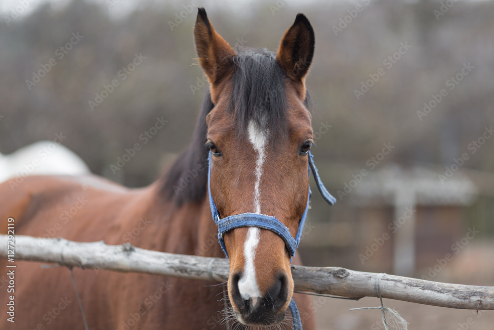 Portrait of a thoroughbred horse close up in nature. Portrait of a thoroughbred horse close up in nature.