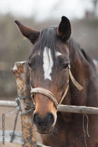 Fototapeta Naklejka Na Ścianę i Meble -  Portrait of a thoroughbred horse close up in nature.