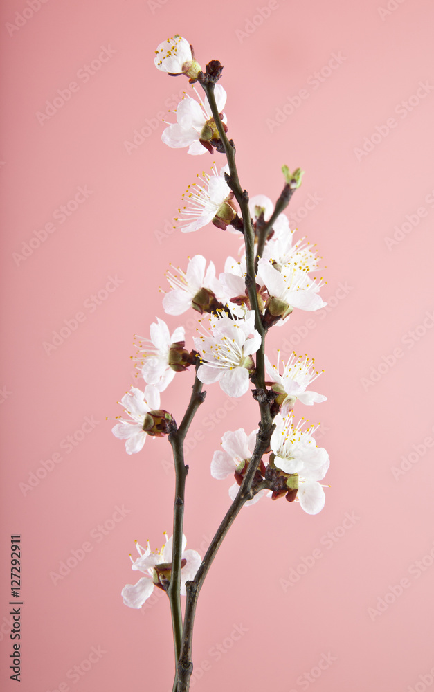 apricot flowers