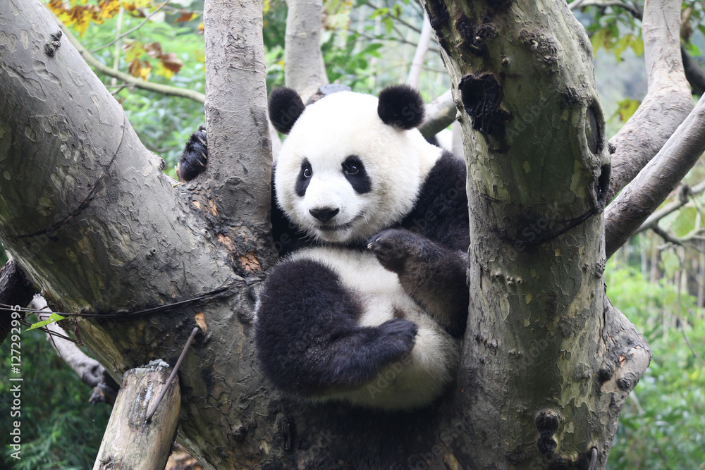 Obraz premium Baby Panda on the Tree