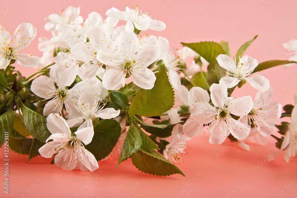 Obraz premium cherry flowers