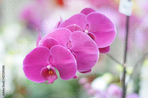 a beautiful orchid