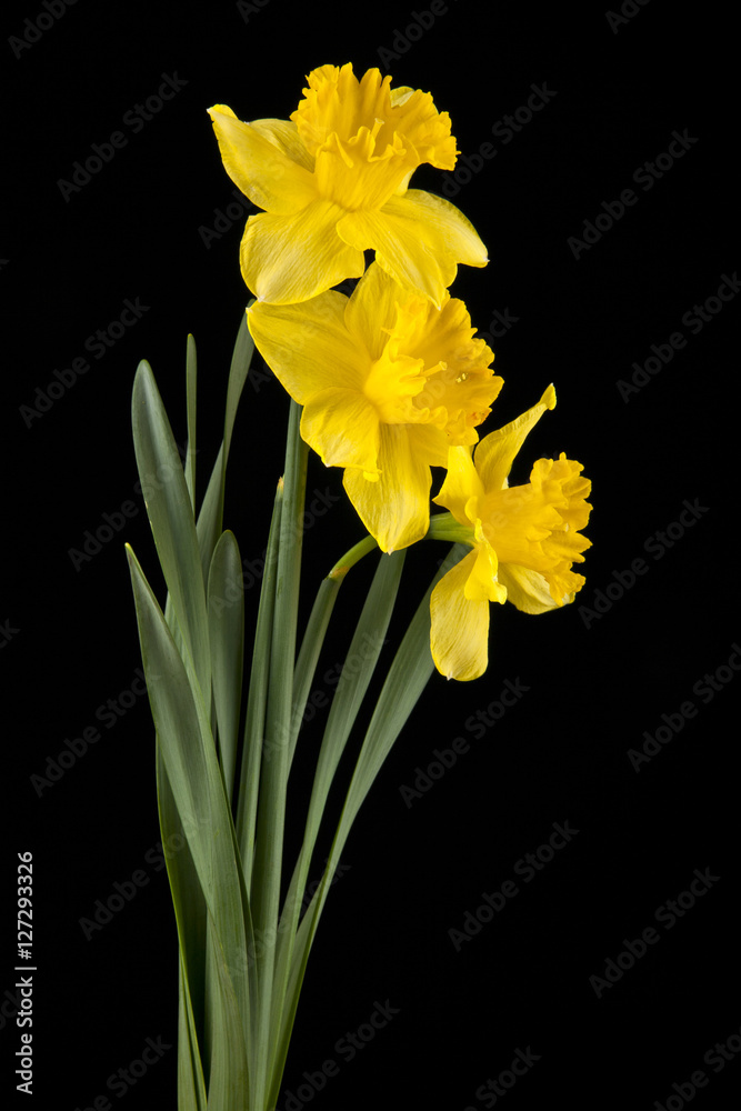 spring yellow daffodil flowers spring yellow daffodil flowers