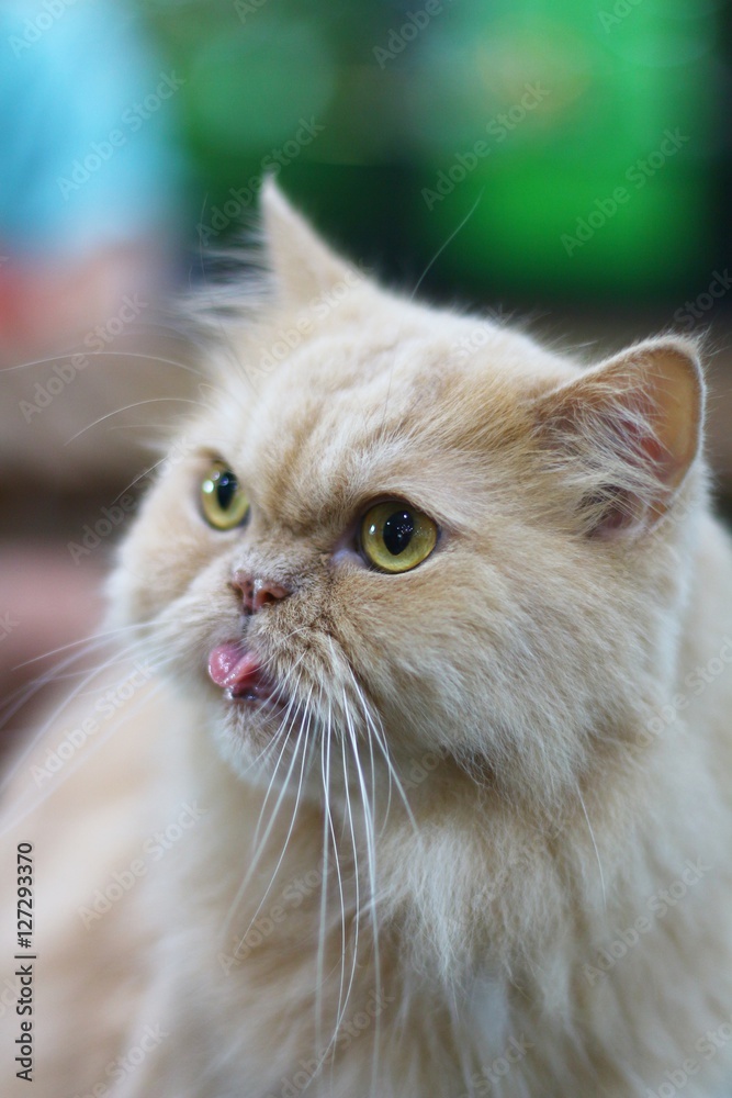 Cute persian cat sticking the tongue out