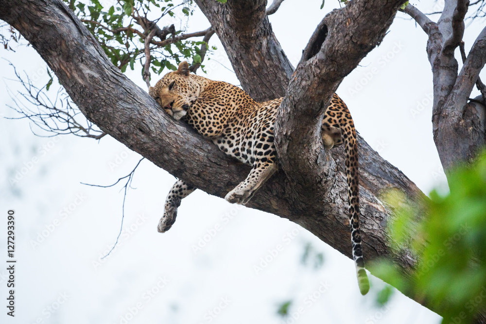 Naklejka premium African leopard 