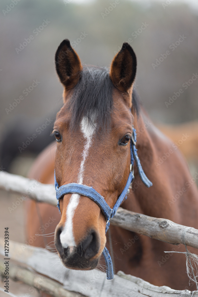 Fototapeta premium Portrait of a thoroughbred horse close up in nature.