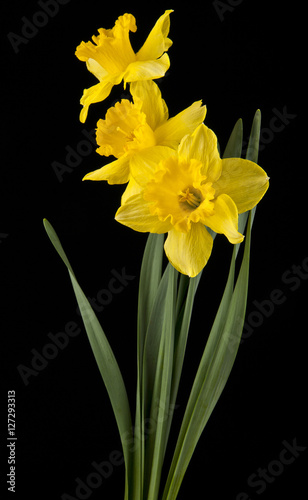 Fototapeta Naklejka Na Ścianę i Meble -  spring yellow daffodil flowers