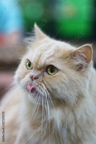 Cute persian cat sticking the tongue out © pinthipt