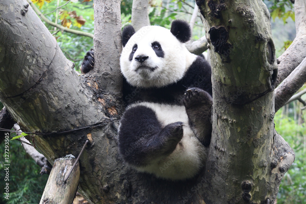 Obraz premium Baby Panda on the Tree