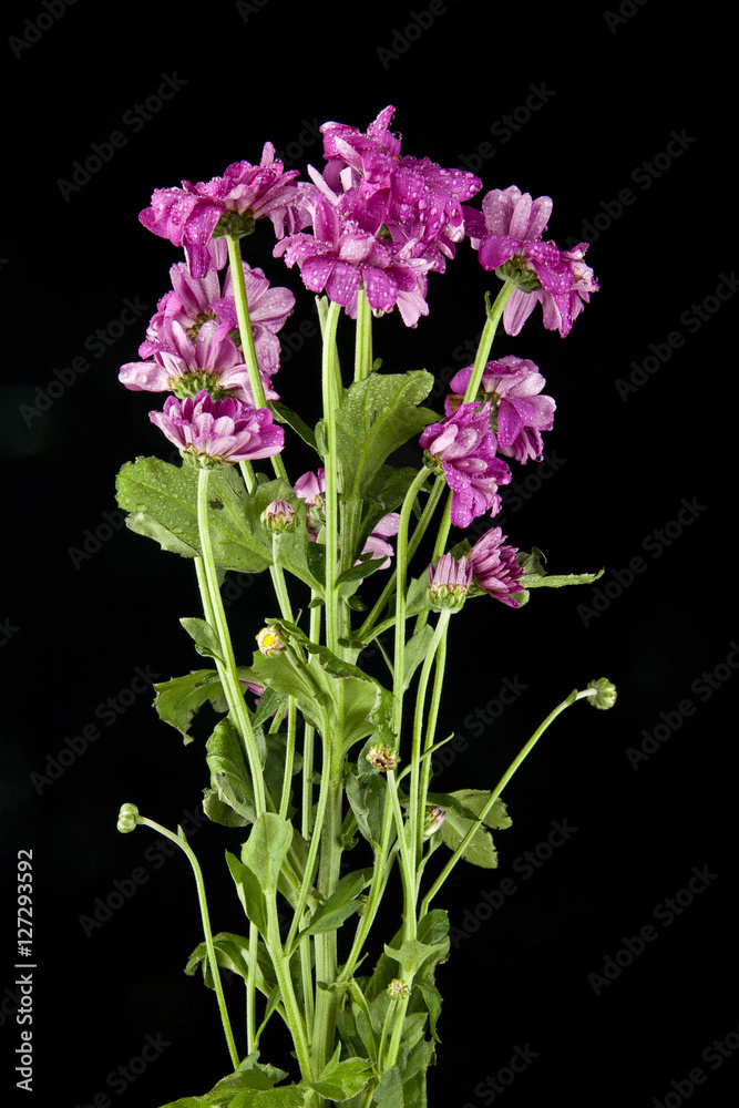 flowers flowers