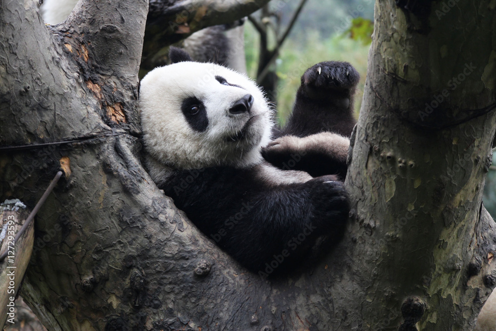 Naklejka premium Mała Panda na drzewie