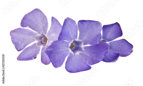 spring lilac-purple flower periwinkle © Valerii Zan