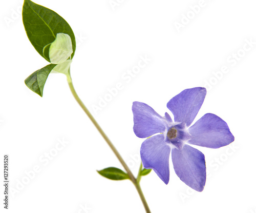 spring lilac-purple flower periwinkle