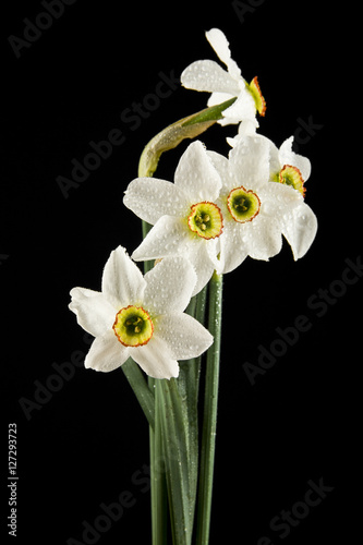 spring flowers daffodils