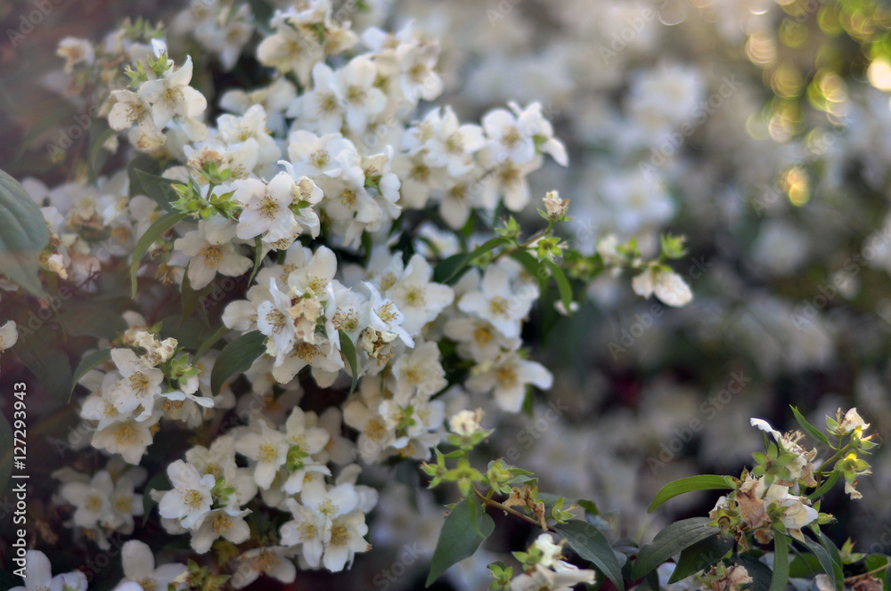 Jasmine spring flowers with raindrops. Jasmine spring flowers with raindrops.